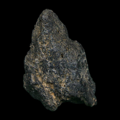 1.7" Tyrannosaurus Rex Fossil Bone Dinosaur Lance Creek Formation Wyoming COA - Fossil Age Minerals