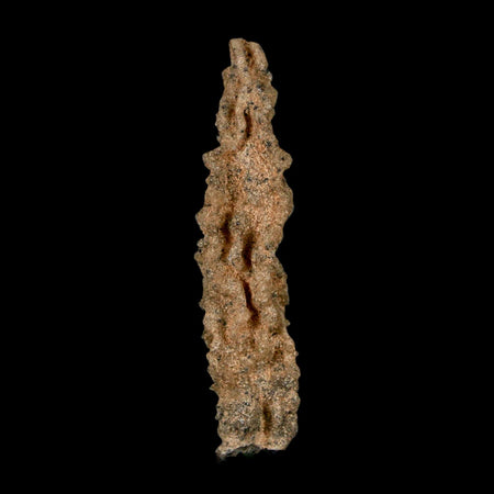 2.6" Fulgurite Petrified Lightning Strike Glass Sahara Desert Algeria