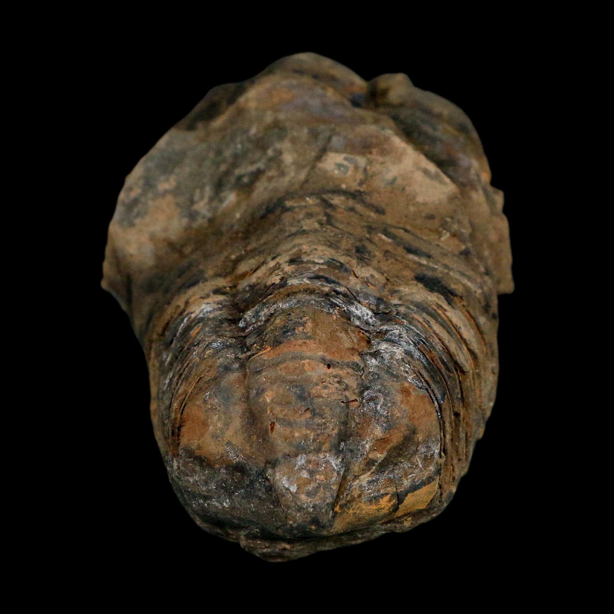 3.4" Flexicalymene Trilobite Fossil Ordovician Age Tazzarine Region Morocco COA - Fossil Age Minerals
