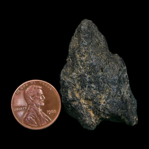 1.7" Tyrannosaurus Rex Fossil Bone Dinosaur Lance Creek Formation Wyoming COA - Fossil Age Minerals