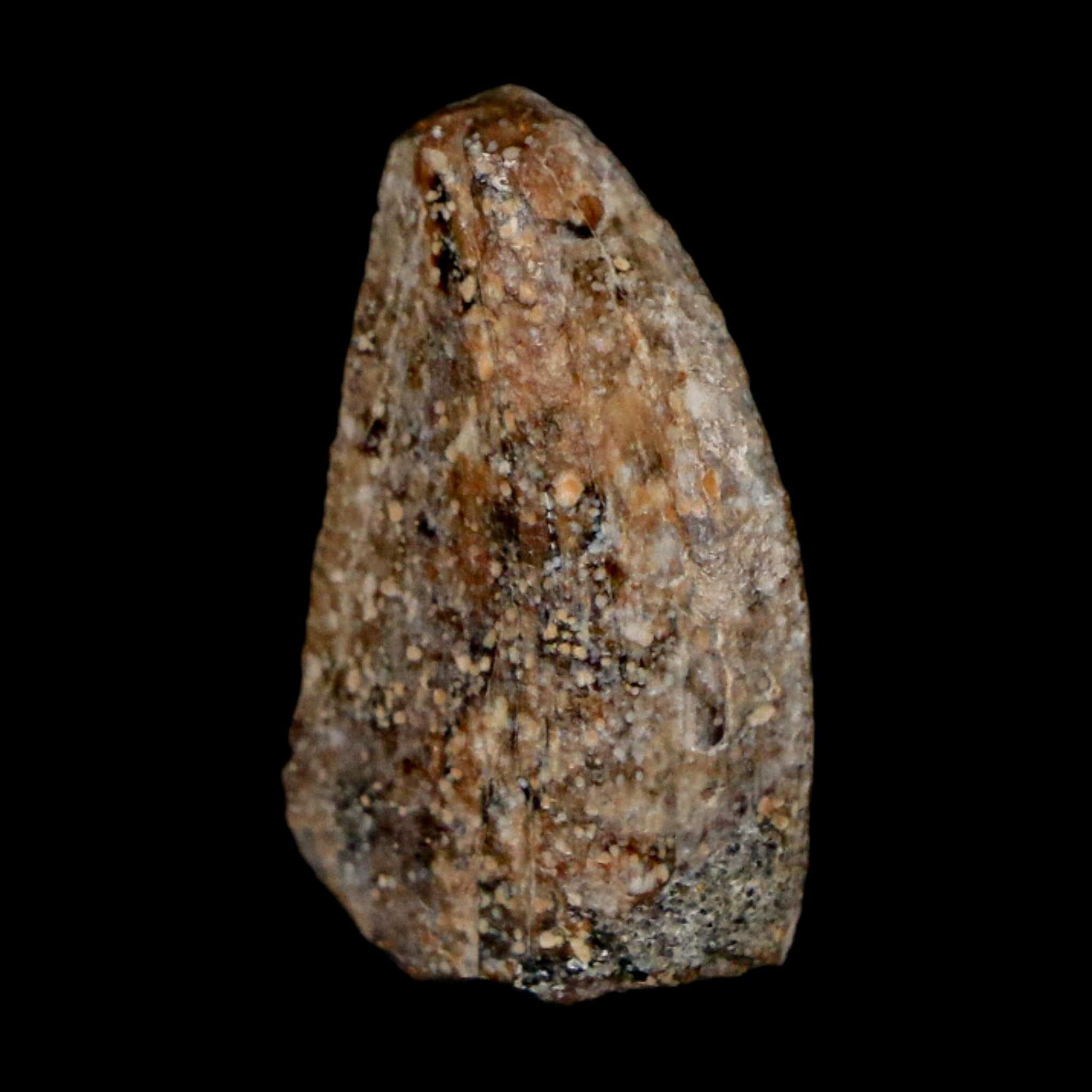 0.7" Majungasaurus Serrated Fossil Tooth Cretaceous Dinosaur Madagascar COA - Fossil Age Minerals