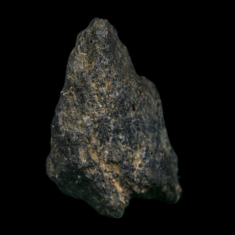 1.7" Tyrannosaurus Rex Fossil Bone Dinosaur Lance Creek Formation Wyoming COA - Fossil Age Minerals