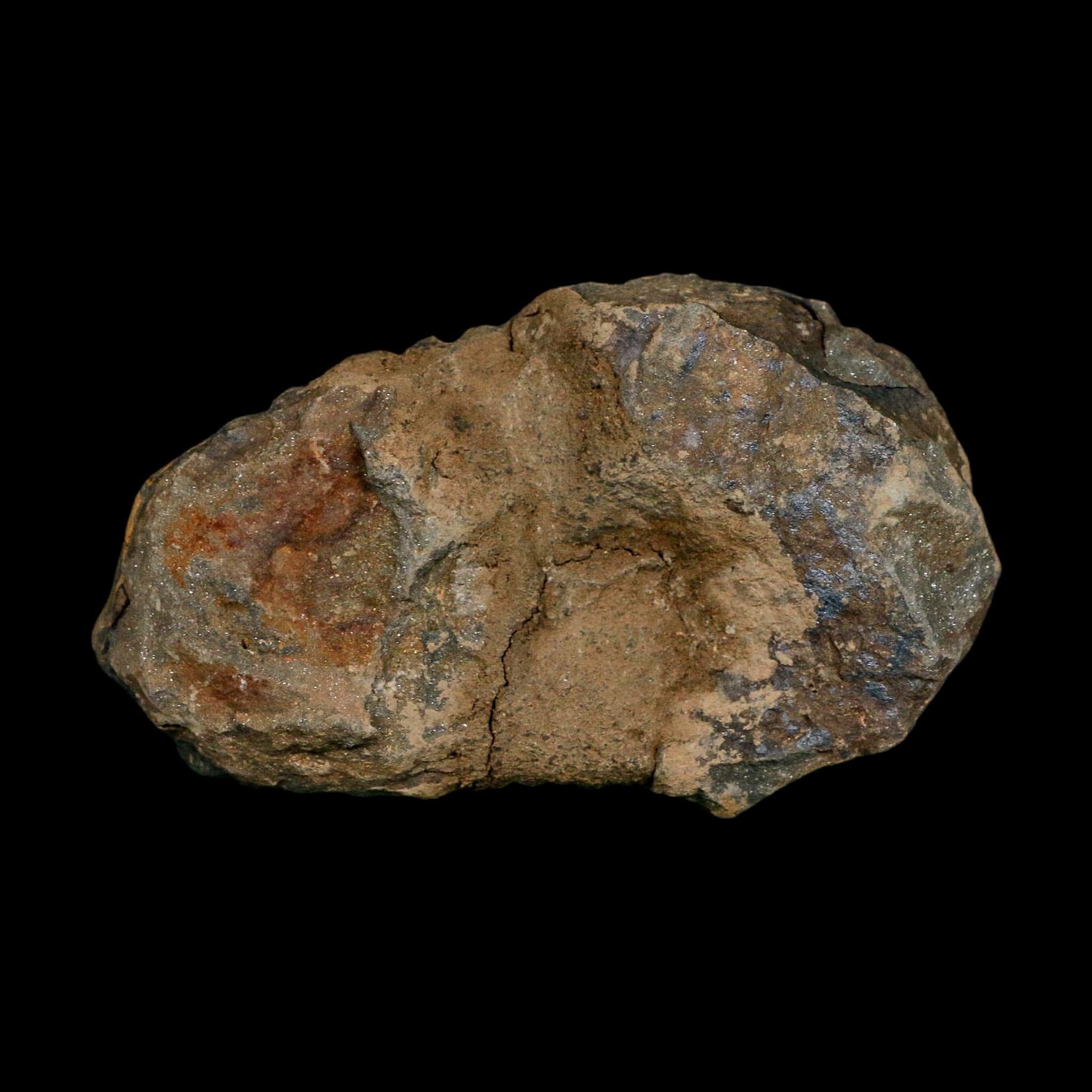 3.4" Flexicalymene Trilobite Fossil Ordovician Age Tazzarine Region Morocco COA - Fossil Age Minerals