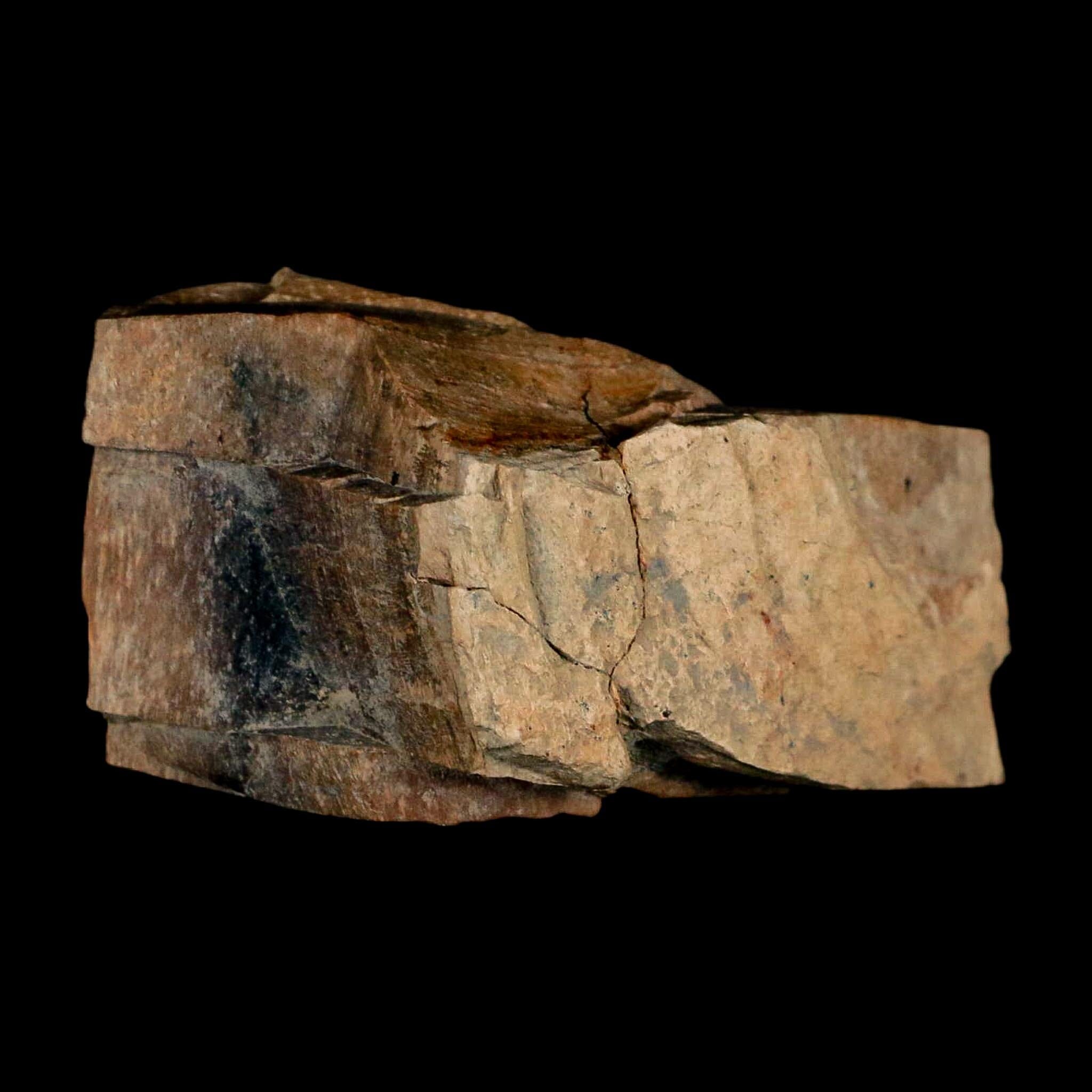 2.3" Gryposaurus Fossil Bone Growth Rings Duck-Billed Dinosaur Judith River MT COA - Fossil Age Minerals