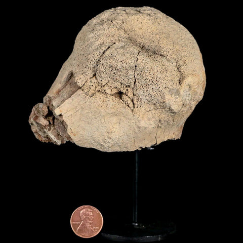 3.8" Triceratops Fossil Condyle Bone Hell Creek Cretaceous Dinosaur MT COA, Stand - Fossil Age Minerals