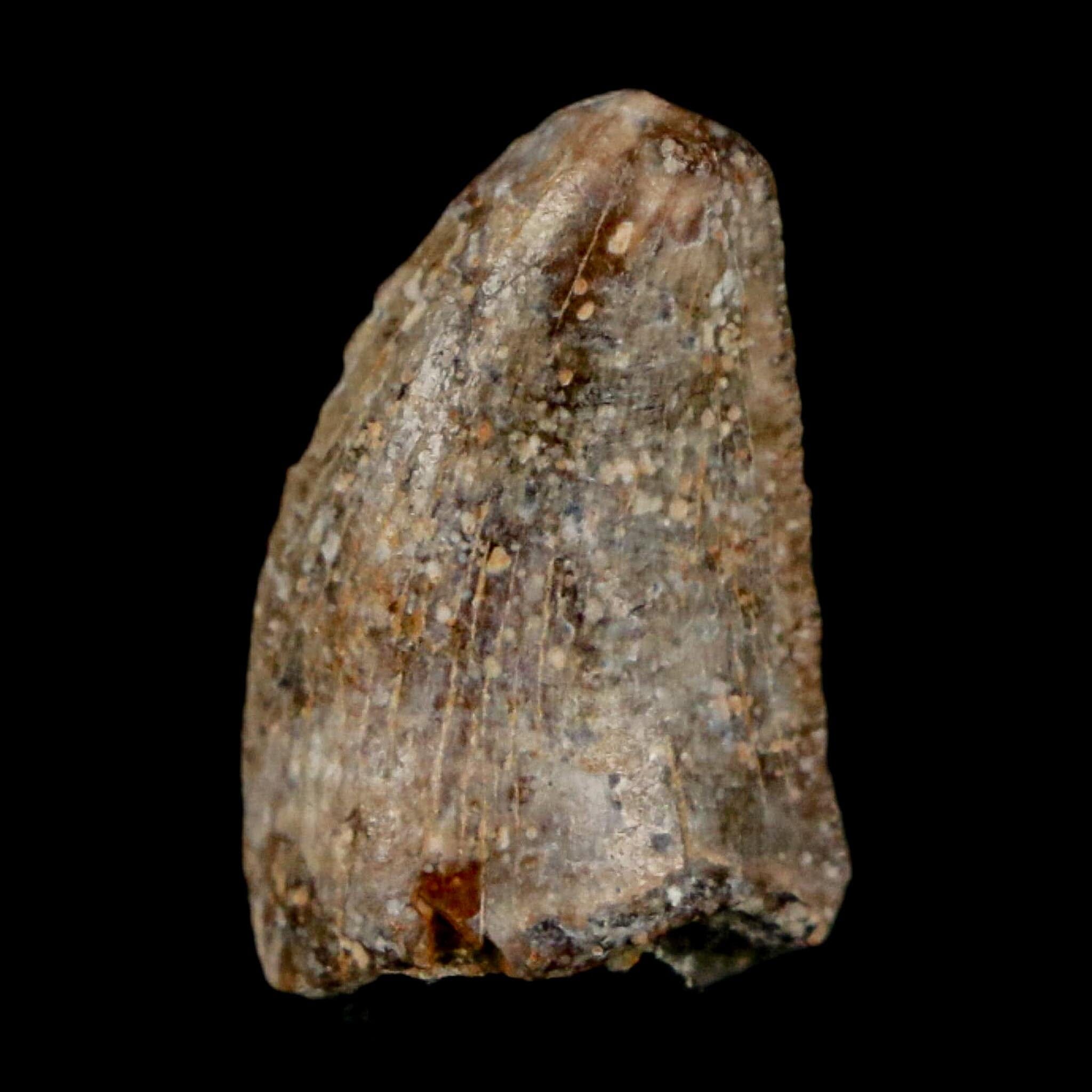 0.7" Majungasaurus Serrated Fossil Tooth Cretaceous Dinosaur Madagascar COA - Fossil Age Minerals