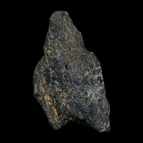 1.7" Tyrannosaurus Rex Fossil Bone Dinosaur Lance Creek Formation Wyoming COA - Fossil Age Minerals