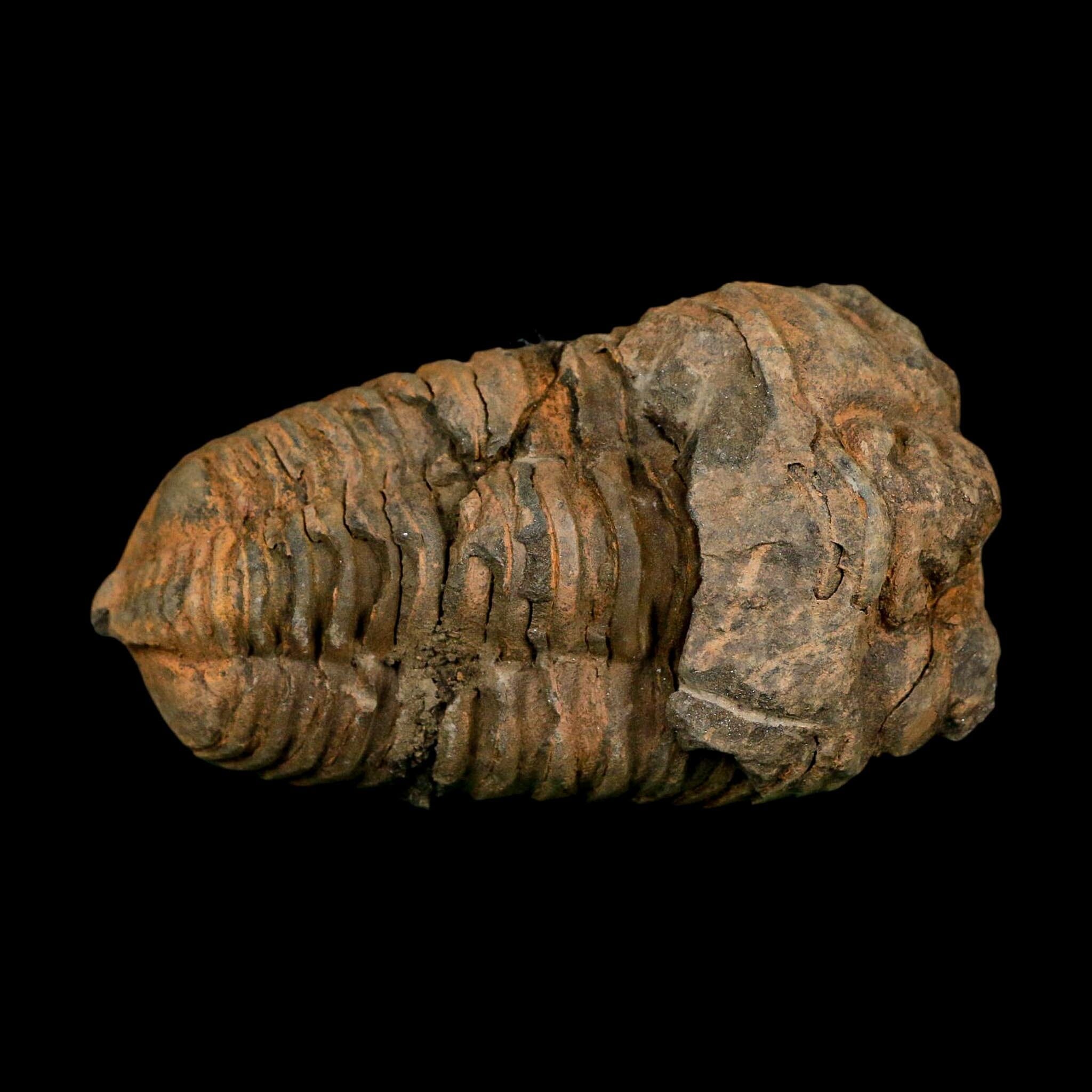 3.3" Flexicalymene Trilobite Fossil Ordovician Age Tazzarine Region Morocco COA - Fossil Age Minerals