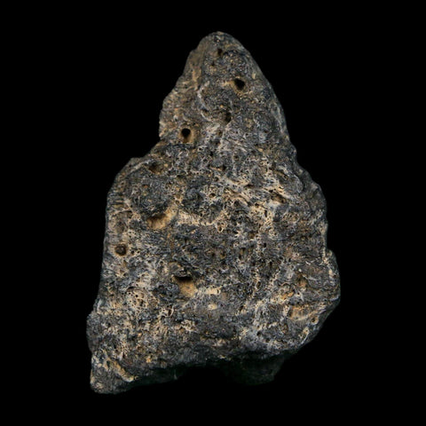 1.7" Tyrannosaurus Rex Fossil Bone Dinosaur Lance Creek Formation Wyoming COA - Fossil Age Minerals