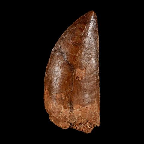 2.4" Carcharodontosaurus Serrated Fossil Tooth Cretaceous Theropod Dinosaur Display COA