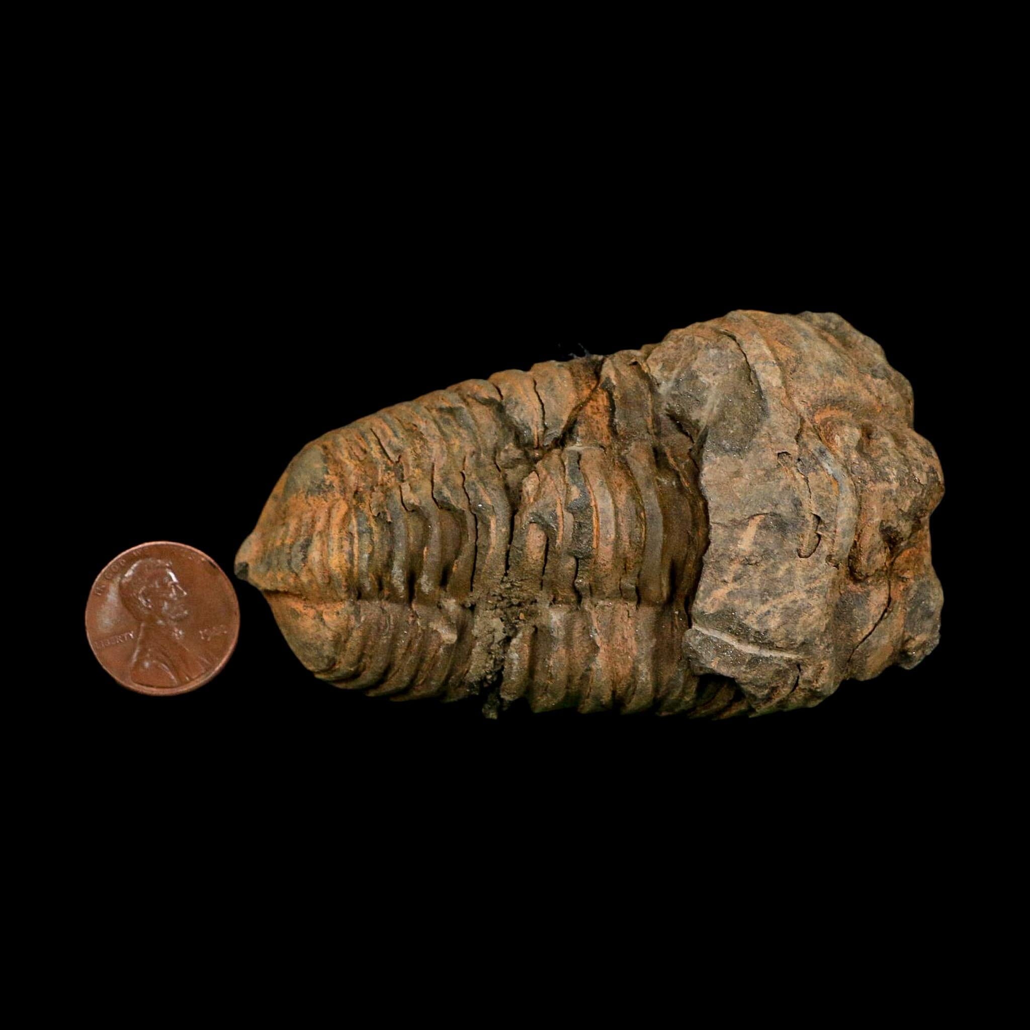 3.3" Flexicalymene Trilobite Fossil Ordovician Age Tazzarine Region Morocco COA - Fossil Age Minerals