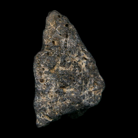 1.7" Tyrannosaurus Rex Fossil Bone Dinosaur Lance Creek Formation Wyoming COA - Fossil Age Minerals