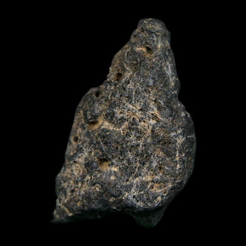 1.7" Tyrannosaurus Rex Fossil Bone Dinosaur Lance Creek Formation Wyoming COA - Fossil Age Minerals