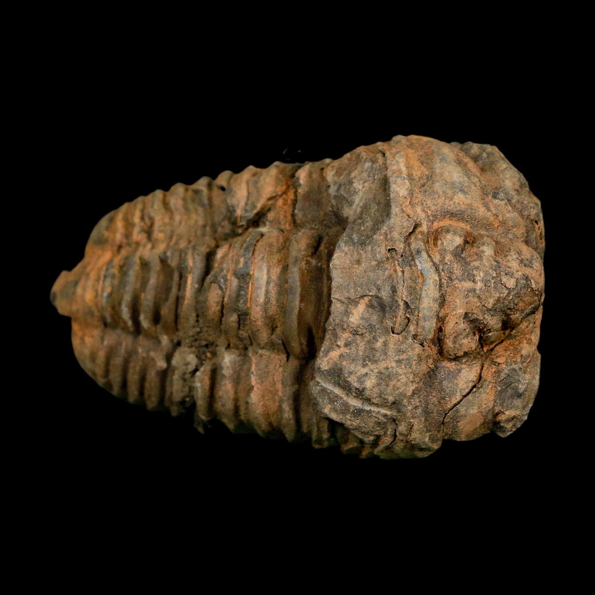 3.3" Flexicalymene Trilobite Fossil Ordovician Age Tazzarine Region Morocco COA - Fossil Age Minerals