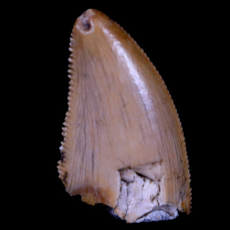 0.7" Majungasaurus Serrated Fossil Tooth Cretaceous Dinosaur Madagascar COA