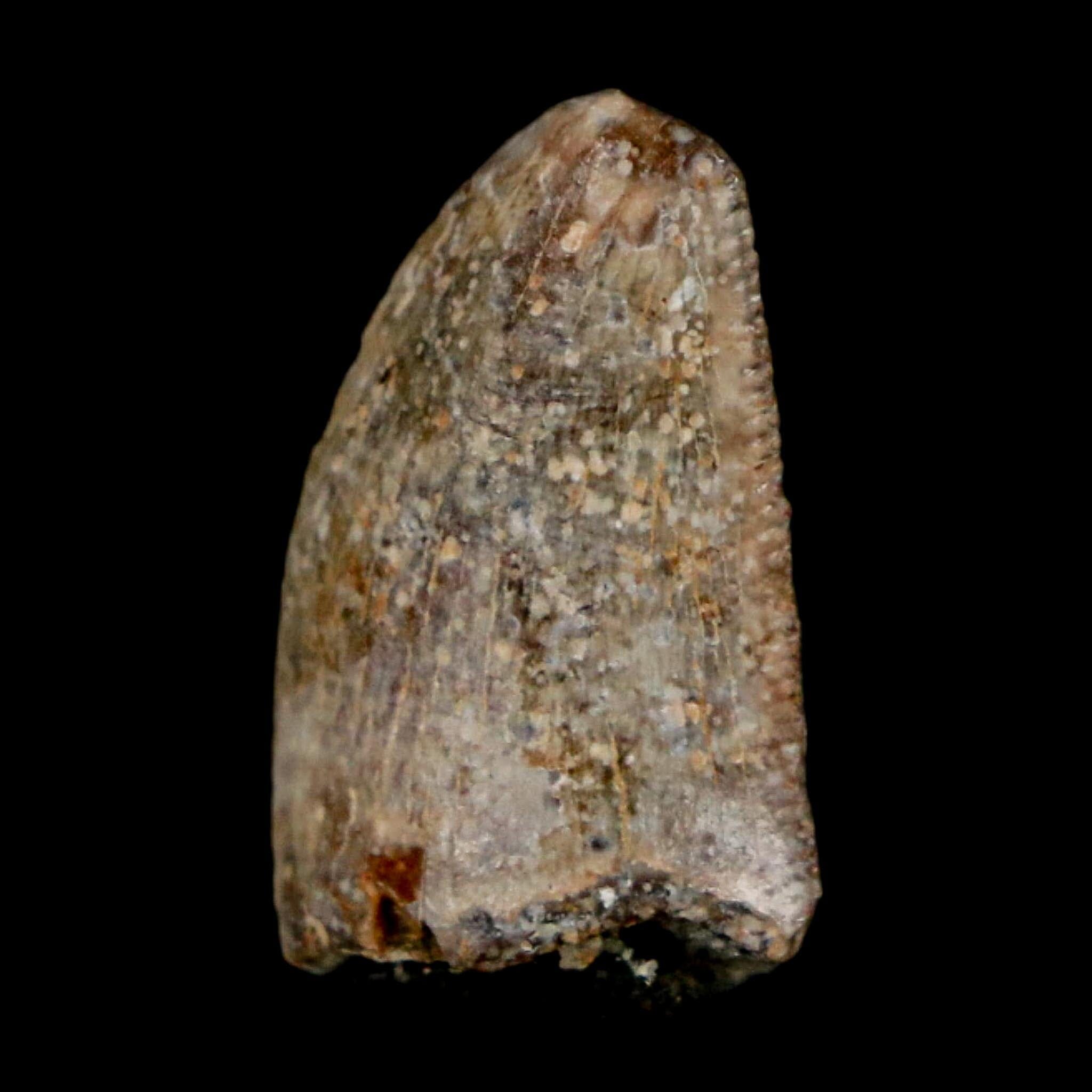 0.7" Majungasaurus Serrated Fossil Tooth Cretaceous Dinosaur Madagascar COA - Fossil Age Minerals
