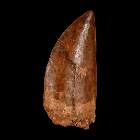 2.4" Carcharodontosaurus Serrated Fossil Tooth Cretaceous Theropod Dinosaur Display COA
