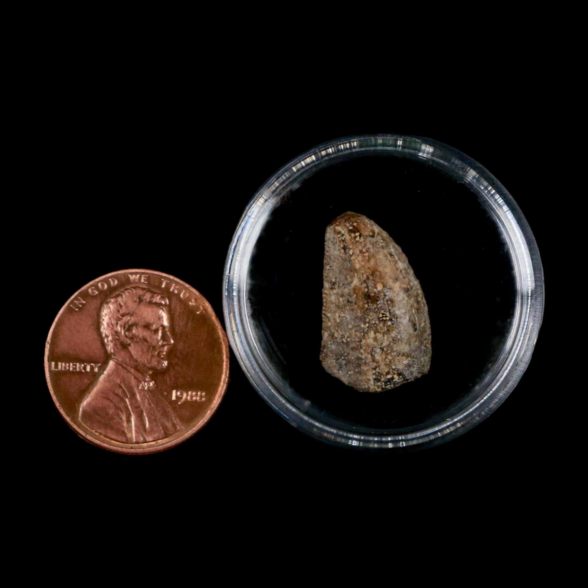 0.7" Majungasaurus Serrated Fossil Tooth Cretaceous Dinosaur Madagascar COA - Fossil Age Minerals