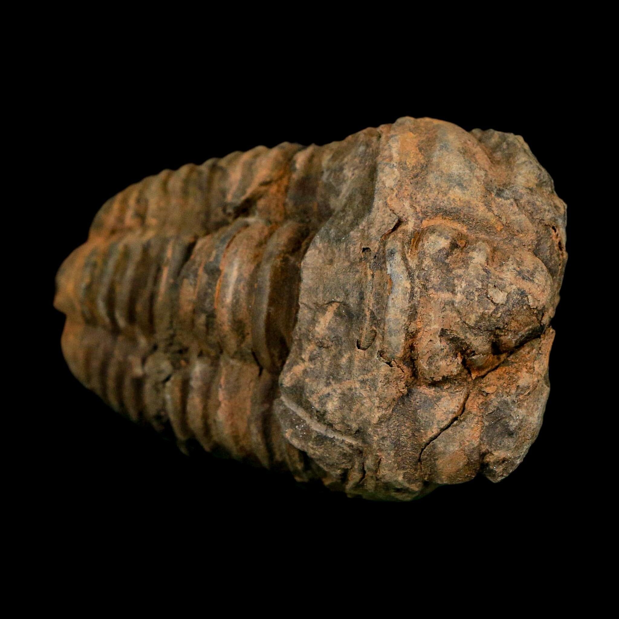 3.3" Flexicalymene Trilobite Fossil Ordovician Age Tazzarine Region Morocco COA - Fossil Age Minerals