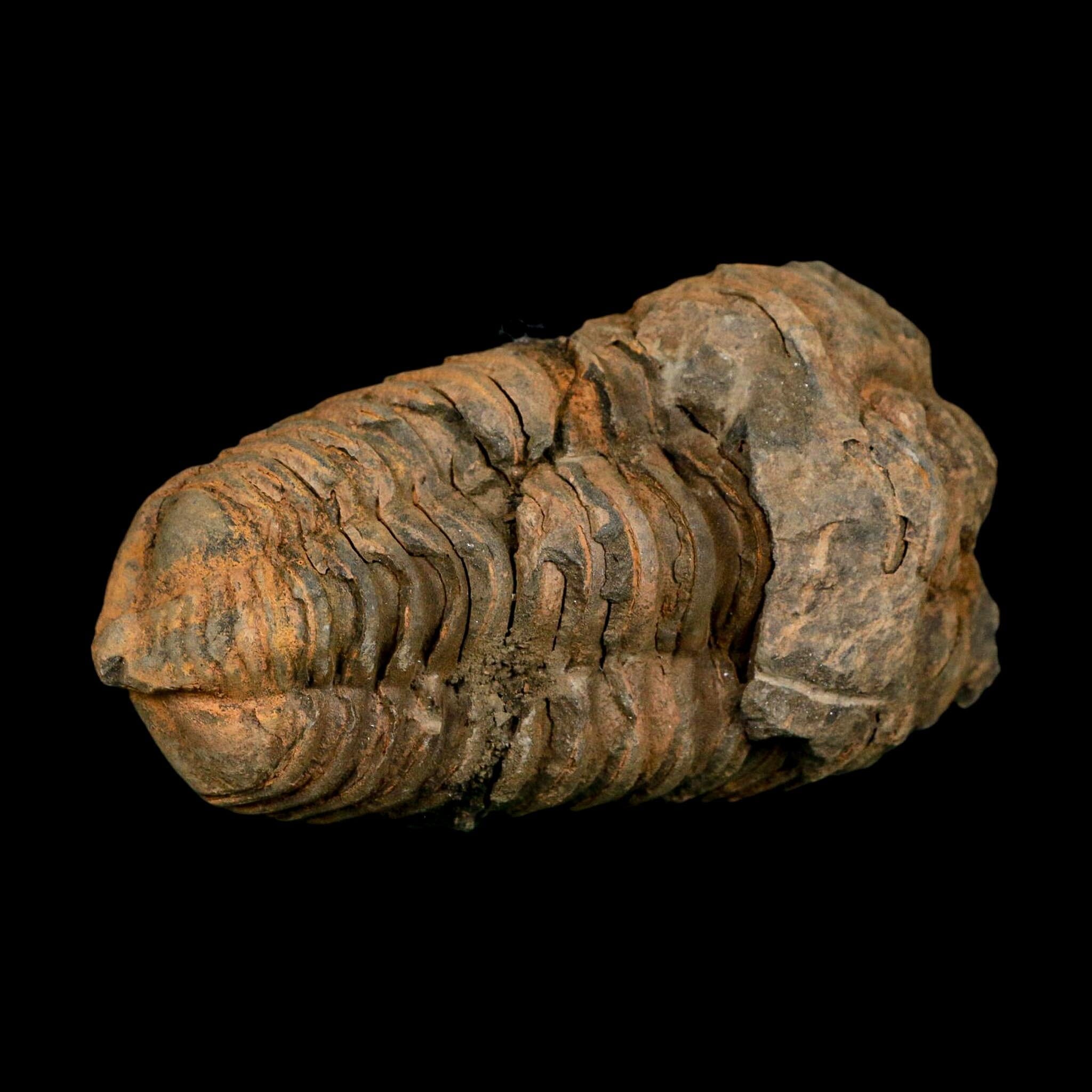 3.3" Flexicalymene Trilobite Fossil Ordovician Age Tazzarine Region Morocco COA - Fossil Age Minerals