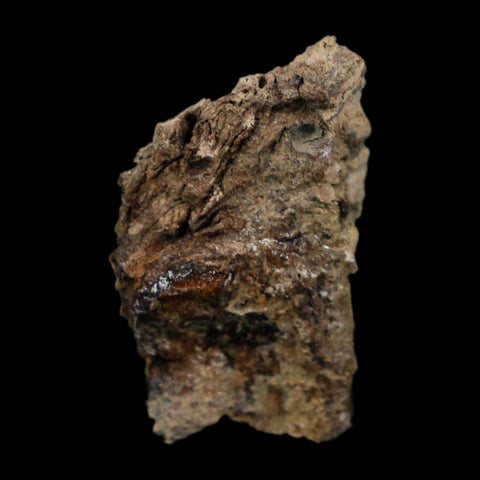 1" Tyrannosaurus Rex Fossil Bone Dinosaur Lance Creek Formation Wyoming COA - Fossil Age Minerals