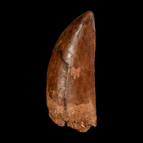 2.4" Carcharodontosaurus Serrated Fossil Tooth Cretaceous Theropod Dinosaur Display COA