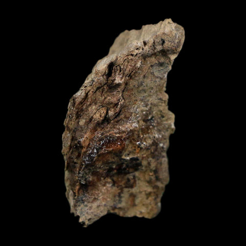 1" Tyrannosaurus Rex Fossil Bone Dinosaur Lance Creek Formation Wyoming COA - Fossil Age Minerals