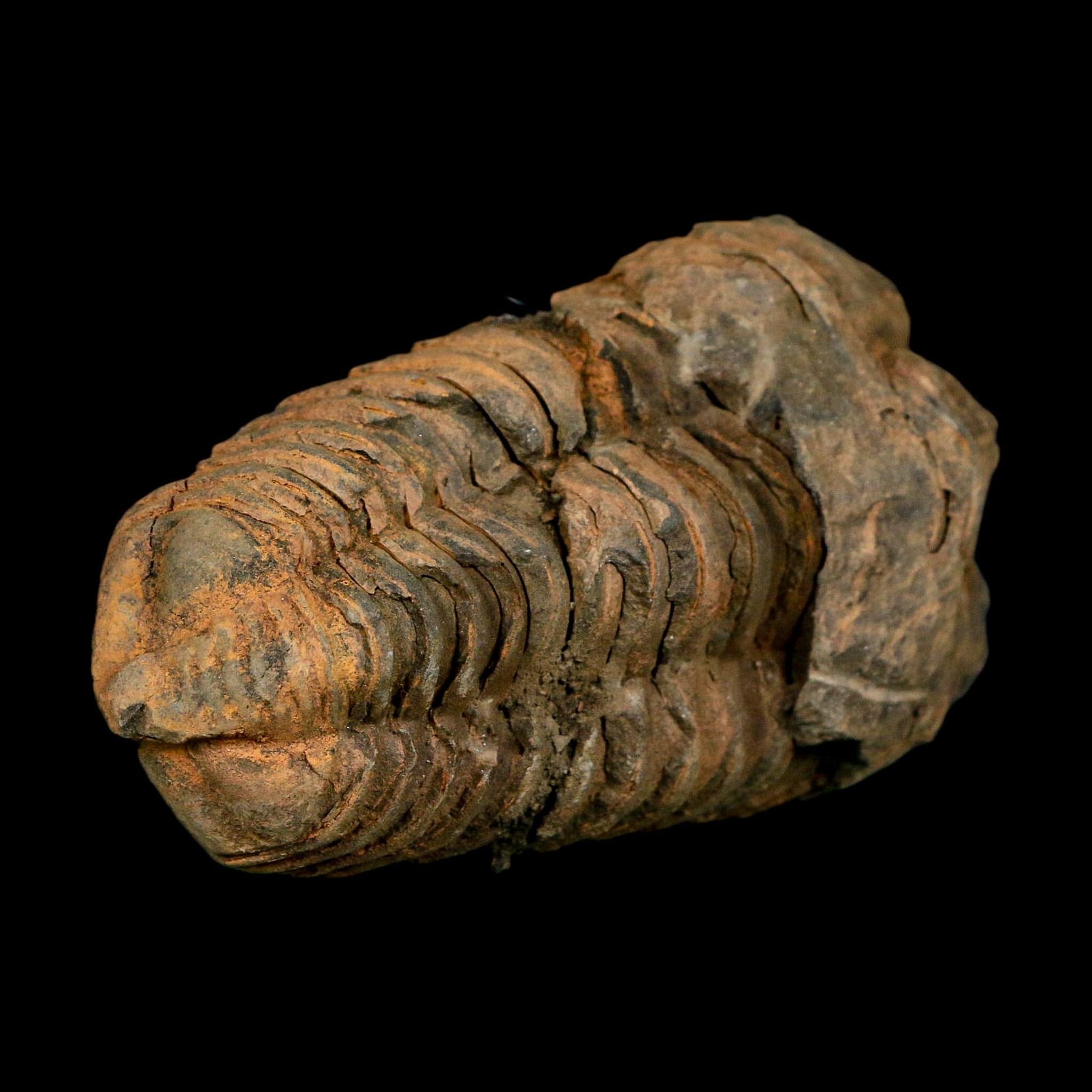 3.3" Flexicalymene Trilobite Fossil Ordovician Age Tazzarine Region Morocco COA - Fossil Age Minerals