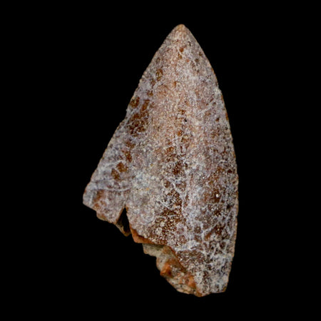 1" Majungasaurus Serrated Fossil Tooth Cretaceous Dinosaur Madagascar COA