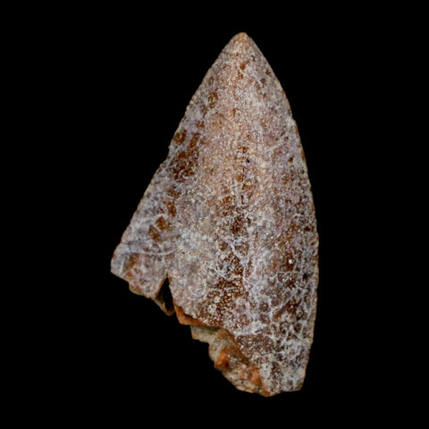 1" Majungasaurus Serrated Fossil Tooth Cretaceous Dinosaur Madagascar COA