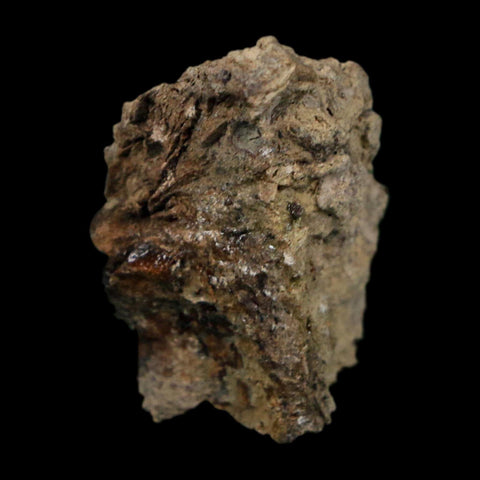 1" Tyrannosaurus Rex Fossil Bone Dinosaur Lance Creek Formation Wyoming COA - Fossil Age Minerals