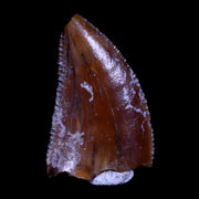 0.5" Majungasaurus Serrated Fossil Tooth Cretaceous Dinosaur Madagascar COA