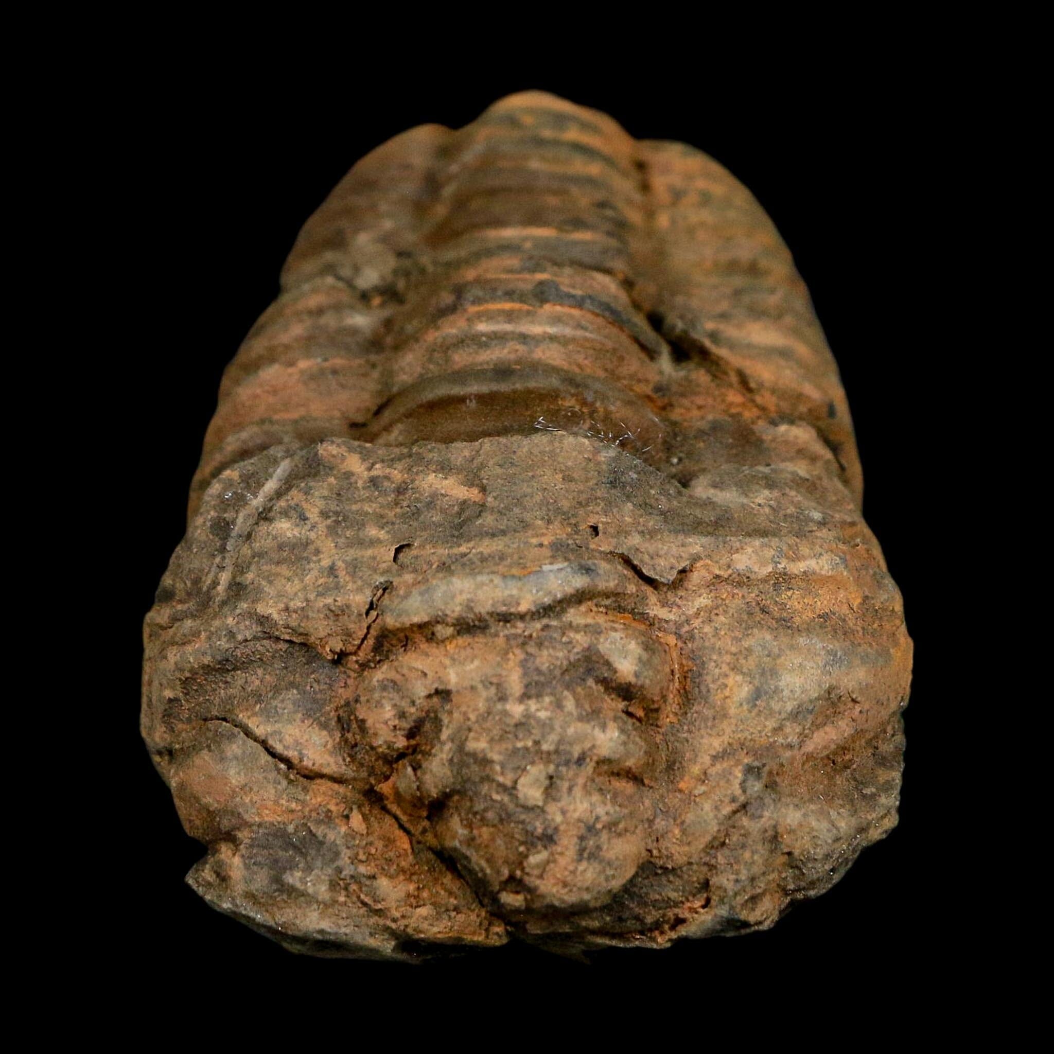 3.3" Flexicalymene Trilobite Fossil Ordovician Age Tazzarine Region Morocco COA - Fossil Age Minerals