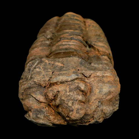 3.3" Flexicalymene Trilobite Fossil Ordovician Age Tazzarine Region Morocco COA