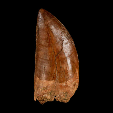 2.4" Carcharodontosaurus Serrated Fossil Tooth Cretaceous Theropod Dinosaur Display COA
