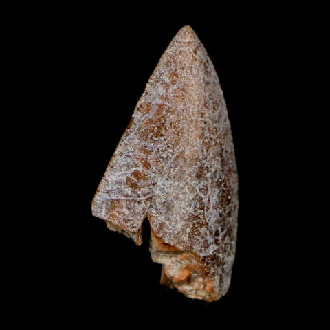 1" Majungasaurus Serrated Fossil Tooth Cretaceous Dinosaur Madagascar COA