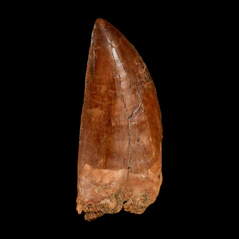 2.4" Carcharodontosaurus Serrated Fossil Tooth Cretaceous Theropod Dinosaur Display COA