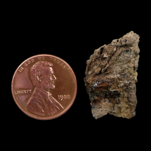 1" Tyrannosaurus Rex Fossil Bone Dinosaur Lance Creek Formation Wyoming COA - Fossil Age Minerals
