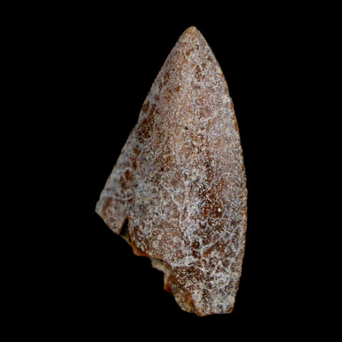 1" Majungasaurus Serrated Fossil Tooth Cretaceous Dinosaur Madagascar COA