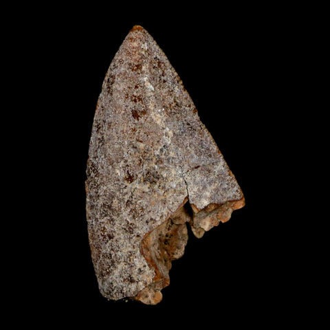 1" Majungasaurus Serrated Fossil Tooth Cretaceous Dinosaur Madagascar COA