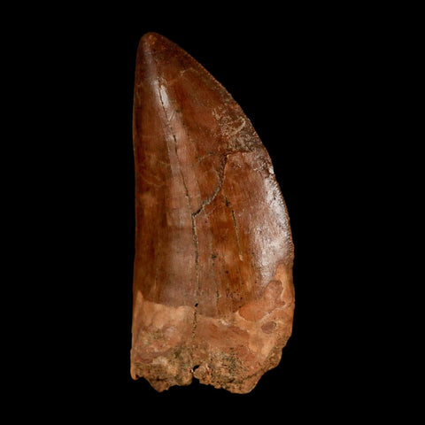2.4" Carcharodontosaurus Serrated Fossil Tooth Cretaceous Theropod Dinosaur Display COA