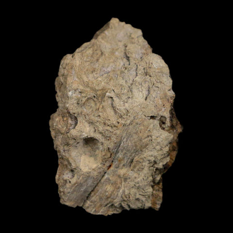 1" Tyrannosaurus Rex Fossil Bone Dinosaur Lance Creek Formation Wyoming COA - Fossil Age Minerals