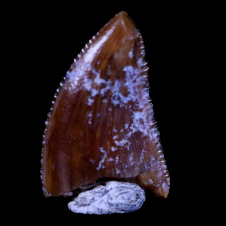 0.5" Majungasaurus Serrated Fossil Tooth Cretaceous Dinosaur Madagascar COA