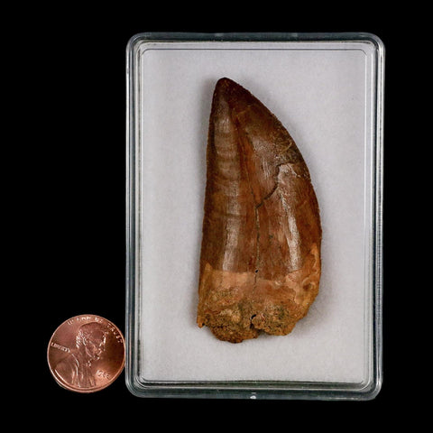 2.4" Carcharodontosaurus Serrated Fossil Tooth Cretaceous Theropod Dinosaur Display COA