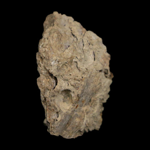 1" Tyrannosaurus Rex Fossil Bone Dinosaur Lance Creek Formation Wyoming COA - Fossil Age Minerals