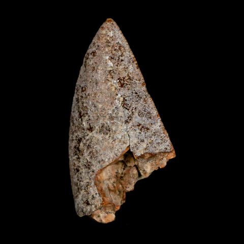 1" Majungasaurus Serrated Fossil Tooth Cretaceous Dinosaur Madagascar COA