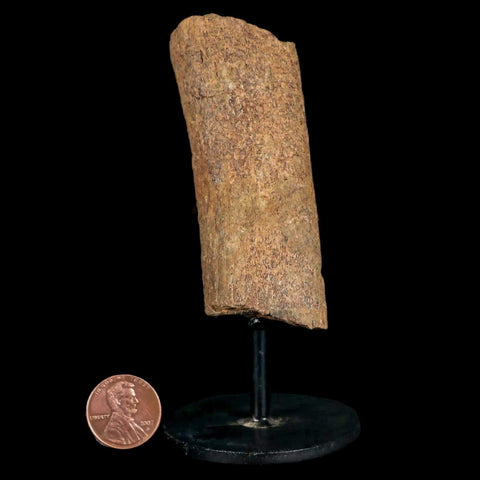 3.2" Edmontosaurus Fossil Rib Bone Hell Creek FM Cretaceous Dinosaur MT COA Stand - Fossil Age Minerals