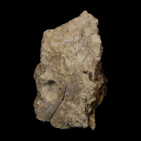 1" Tyrannosaurus Rex Fossil Bone Dinosaur Lance Creek Formation Wyoming COA - Fossil Age Minerals