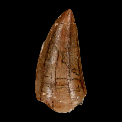 2.4" Carcharodontosaurus Serrated Fossil Tooth Cretaceous Theropod Dinosaur Display COA
