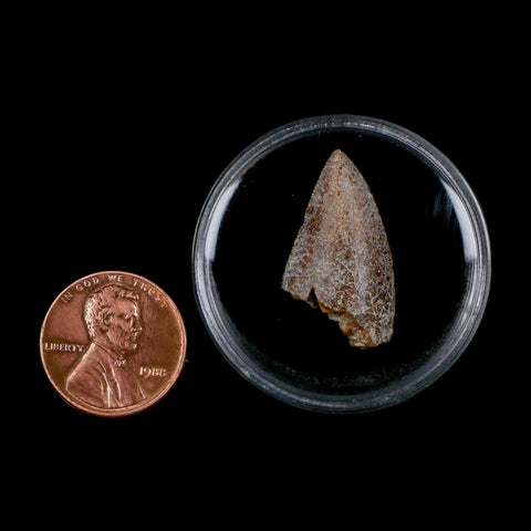 1" Majungasaurus Serrated Fossil Tooth Cretaceous Dinosaur Madagascar COA